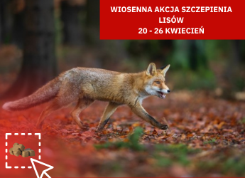 KOMUNIKAT DOTYCZĄCY WIOSENNEJ AKCJI SZCZEPIENIA LISÓW