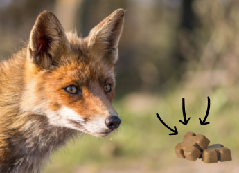 JESIENNA AKCJA SZCZEPIENIA LISÓW