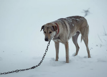 TWÓJ PIES ŚWIADCZY O TOBIE!